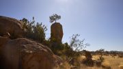 Kalahari Desert