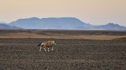 Namib Desert