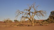 Namib Desert