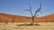 Dead Vlei