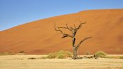 Dead Vlei