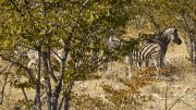 Etosha National Park