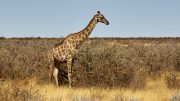 Etosha National Park