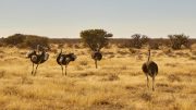 Etosha National Park