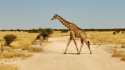 Etosha National Park