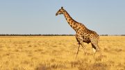 Etosha National Park