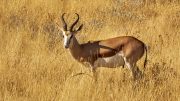 Etosha National Park