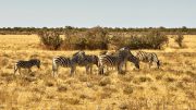 Etosha National Park