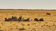 Etosha National Park