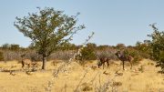 Etosha National Park