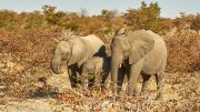 Etosha National Park