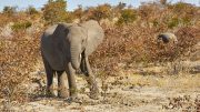 Etosha National Park