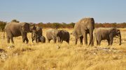 Etosha National Park