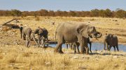 Etosha National Park