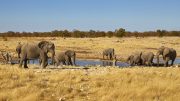 Etosha National Park