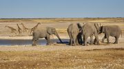 Etosha National Park