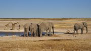 Etosha National Park