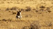 Etosha National Park