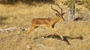 Etosha National Park