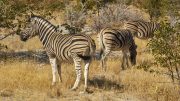 Etosha National Park