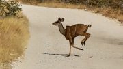 Etosha National Park