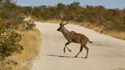 Etosha National Park