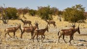 Etosha National Park