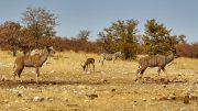 Etosha National Park