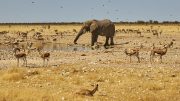 Etosha National Park