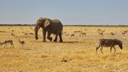 Etosha National Park