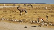 Etosha National Park