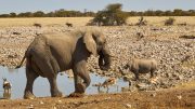 Etosha National Park