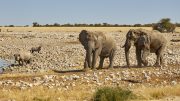 Etosha National Park