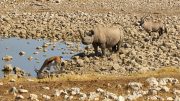 Etosha National Park