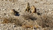 Etosha National Park