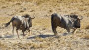 Etosha National Park