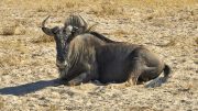 Etosha National Park