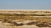 Etosha National Park