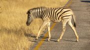 Etosha National Park