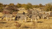 Etosha National Park