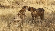 Cheetah Conservation Fund