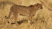 Cheetah Conservation Fund