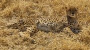 Cheetah Conservation Fund