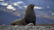 South Georgia - Fortuna Bay