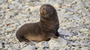 South Georgia - Fortuna Bay