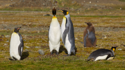 South Georgia - Fortuna Bay