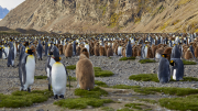 South Georgia - Fortuna Bay