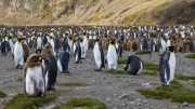 South Georgia - Fortuna Bay