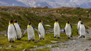 South Georgia - Fortuna Bay