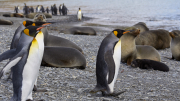 South Georgia - Fortuna Bay